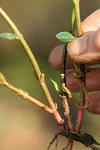 Plante med skudd_100x150