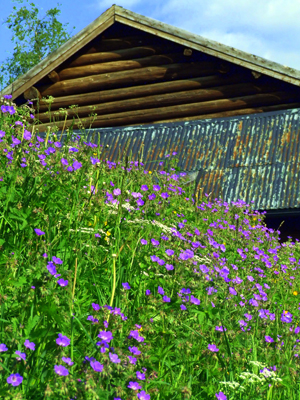 <br>Bonderomantikken blomstrer i Rauland