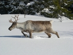 Harstad slutten av April