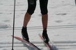 Glattbarberte sykkellegger, Simen Østensen.