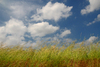 1235327_56113586_100x67