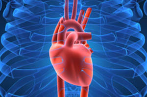bs_Human_Heart_300_250x166