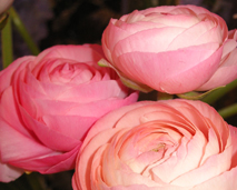 Blomster