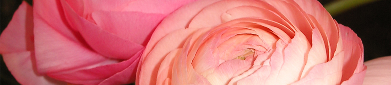Blomster
