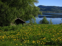 Juni morgen ved E 39
