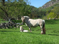  2006  0606maja Villvintuna og f�llet Maitun ved Knut tunheims g�rd