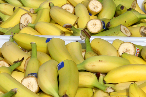 Bananer. Foto: Geir Nilsen/Langrenn.com.