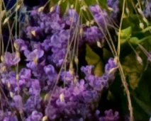 Blomster
