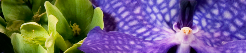 Blomster