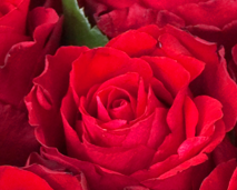 Blomster