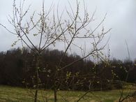 Fottur 1