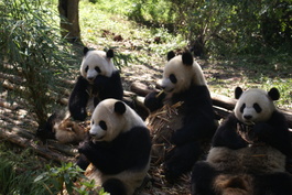 Pandas_1000x669