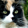 Illustrasjonsfoto katt