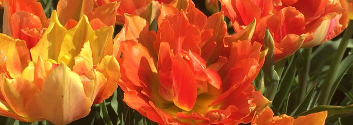 NAV forside tulipaner NAV forside tulipaner