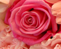 Blomster
