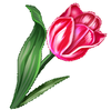 tulipan_100x99