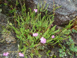 Klokkelyng er Rogalandsblomsten Klokkelyng er Rogalandsblomsten