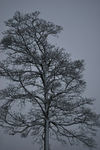 snødekket tre snødekket tre