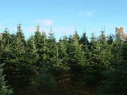 juletre juletre