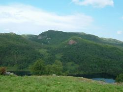 skog skog
