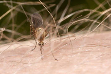 Gnat or mosquito on hairy skin