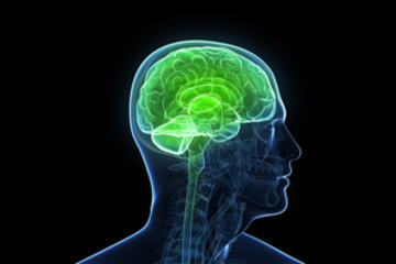 bs-human-brain-300
