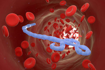 bs-ebola-virus-70410277-600