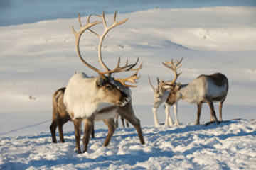bs-Reindeers-77405228-300