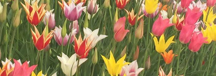 tulipaner ved gamle rådhuset