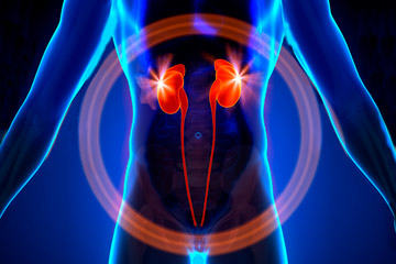 bs-Kidneys-66099499-360