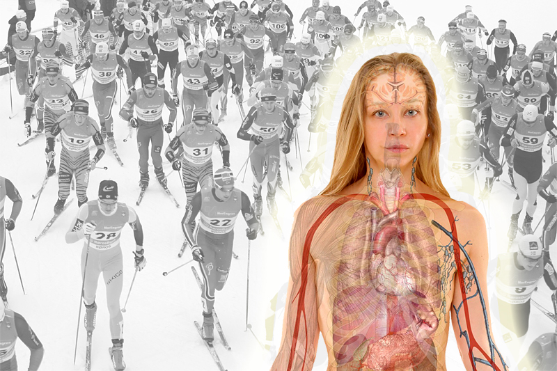 Indre organers ve og vel er avgjørende aspekter for optimale prestasjoner i idretten og i skisporet. Foto: Creative Commons/Pixabay.com og Langrenn.com. Fotomontasje: Langrenn.com. Indre organers ve og vel er avgjørende aspekter for optimale prestasjoner i idretten og i skisporet. Foto: Creative Commons/Pixabay.com og Langrenn.com. Fotomontasje: Langrenn.com.