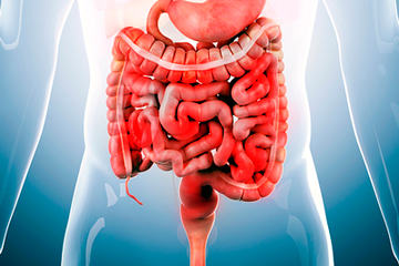 bs-rendered-medically-135149357-400