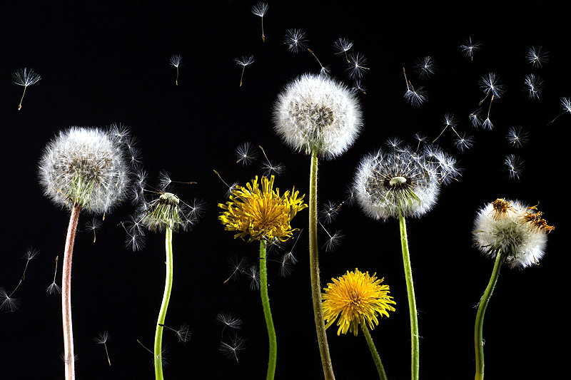 Følg med på pollenvarsler og røm fra kilden til problemene når det lar seg gjøre, er blant lege Tor Halvor Bjørnstad-Tuvengs anbefalinger. Foto: Creative Commons/Pixabay.com. Foto: Creative Commons/Pixabay.com. Følg med på pollenvarsler og røm fra kilden til problemene når det lar seg gjøre, er blant lege Tor Halvor Bjørnstad-Tuvengs anbefalinger. Foto: Creative Commons/Pixabay.com. Foto: Creative Commons/Pixabay.com.