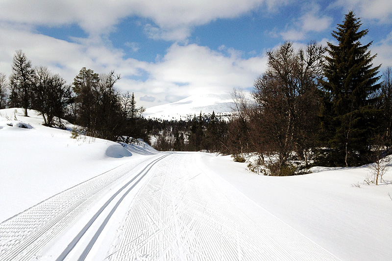 Mange steder er det fortsatt bra skiføre i midten av mai. Her fra Tylldalskjølen ved Tynset i Hedmark. Foto: Ingeborg Scheve. Mange steder er det fortsatt bra skiføre i midten av mai. Her fra Tylldalskjølen ved Tynset i Hedmark. Foto: Ingeborg Scheve.