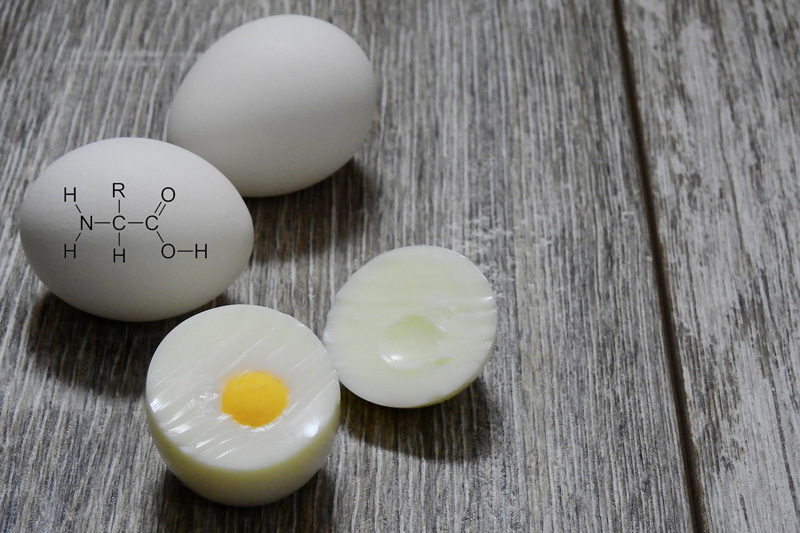 Proteiner kalles for kroppens byggesteiner. Egg er en god kilde. Foto: Creative Commons/Pixabay.com. Grafikk: Langrenn.com. Proteiner kalles for kroppens byggesteiner. Egg er en god kilde. Foto: Creative Commons/Pixabay.com. Grafikk: Langrenn.com.