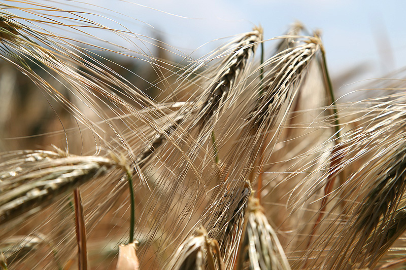 Gluten er et protein som finnes i kornsorter som hvete, rug, spelt og bygg, emmer og enkorn. Foto: Creative Commons/Pixabay.com. Gluten er et protein som finnes i kornsorter som hvete, rug, spelt og bygg, emmer og enkorn. Foto: Creative Commons/Pixabay.com.