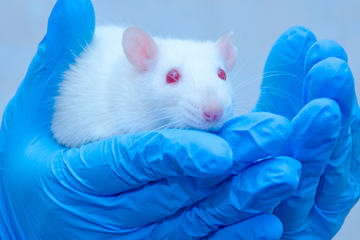 bs-WhiteMouse-201103246-400