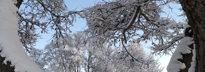 Snø