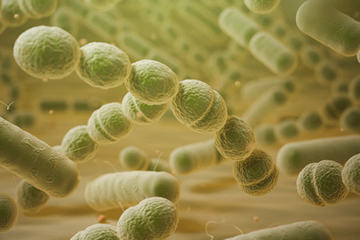 Various bacteria cells in microscope. Streptococcus pneumonia, p