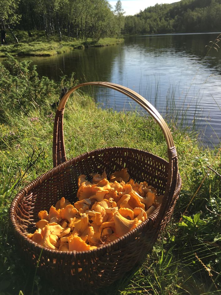 Folkehelseuka 2018 foto kantarell; Foto: Irene Larssen Folkehelseuka 2018 foto kantarell