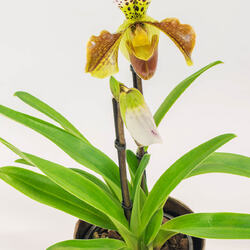 Orchide-spesiell-1