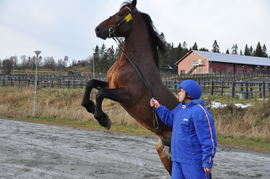 Bilde av Storm Teddy.