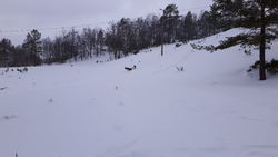 Full fart i bakken