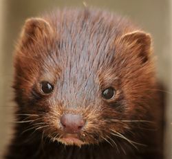 Mink (Foto: Pixabay)