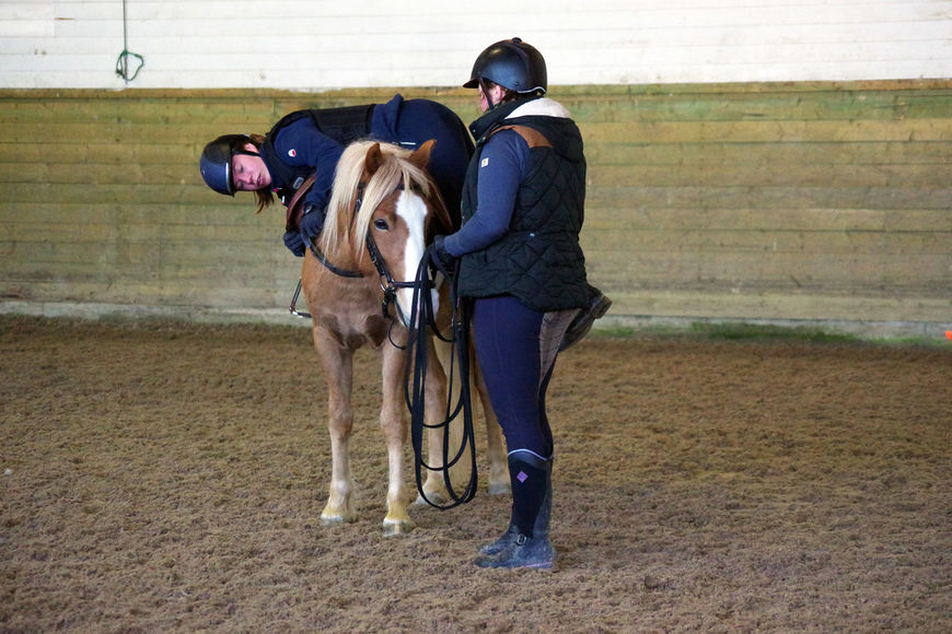 Nordlandshest/lyngshesten Vild Airion var en av hestene på unghestprogrammet i 2018.