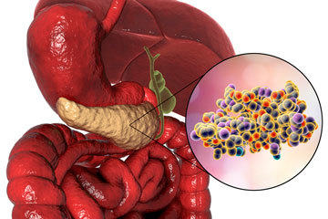 bs-Human-Pancreas--230756614-360
