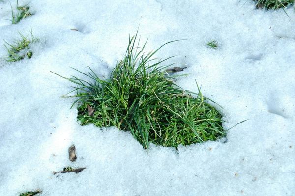 Gress og snø
