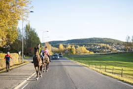 Hest i trafikk
