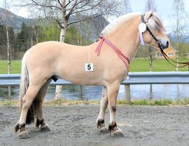 Heggnes Balder fikk 1.pr., og vert stilt som I i kvalitet på Eid i 2018. Eier er Claus Brokhol, Danmark. Foto: Ingvild Rydjord Hansen