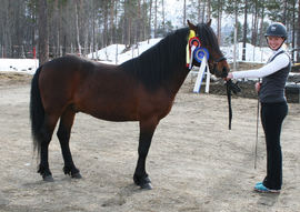 Slettmo Thord ble kåret og stilt som I i kvalitet, og med det spiss i treårsklassen. Foto: Elin V. Andersen